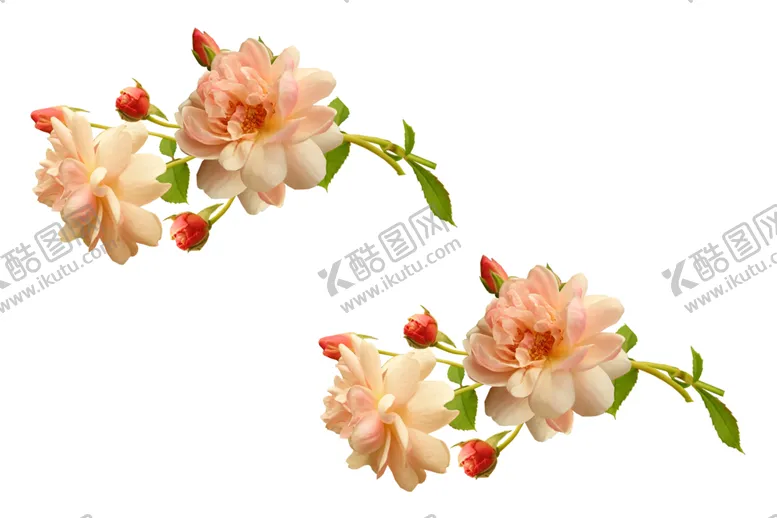 编号：65379612271013231540【酷图网】源文件下载-橙色花