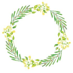 手绘植物