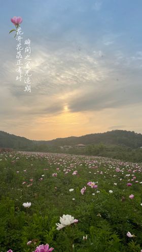 芍药园风景