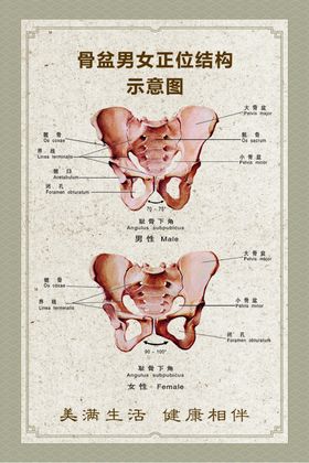 骨盆结构示意图