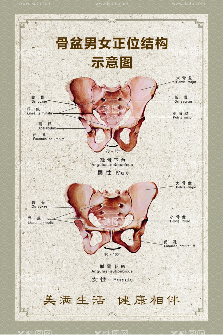 编号：24108312030602488053【酷图网】源文件下载-骨盆结构示意图