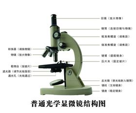 显微镜结构图