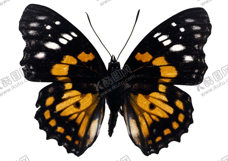 编号：55247209122150373639【酷图网】源文件下载-昆虫蝴蝶花纹图案