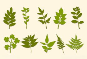 植物叶子矢量图