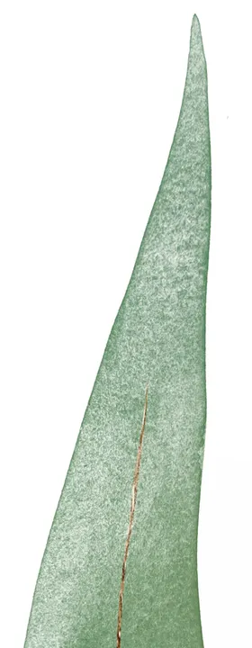 北欧小清新水彩植物图案