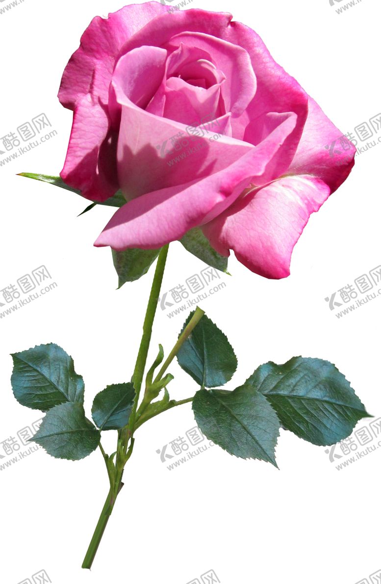编号：40430401140058005930【酷图网】源文件下载-玫瑰花