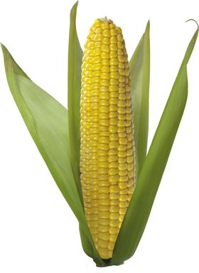 玉米