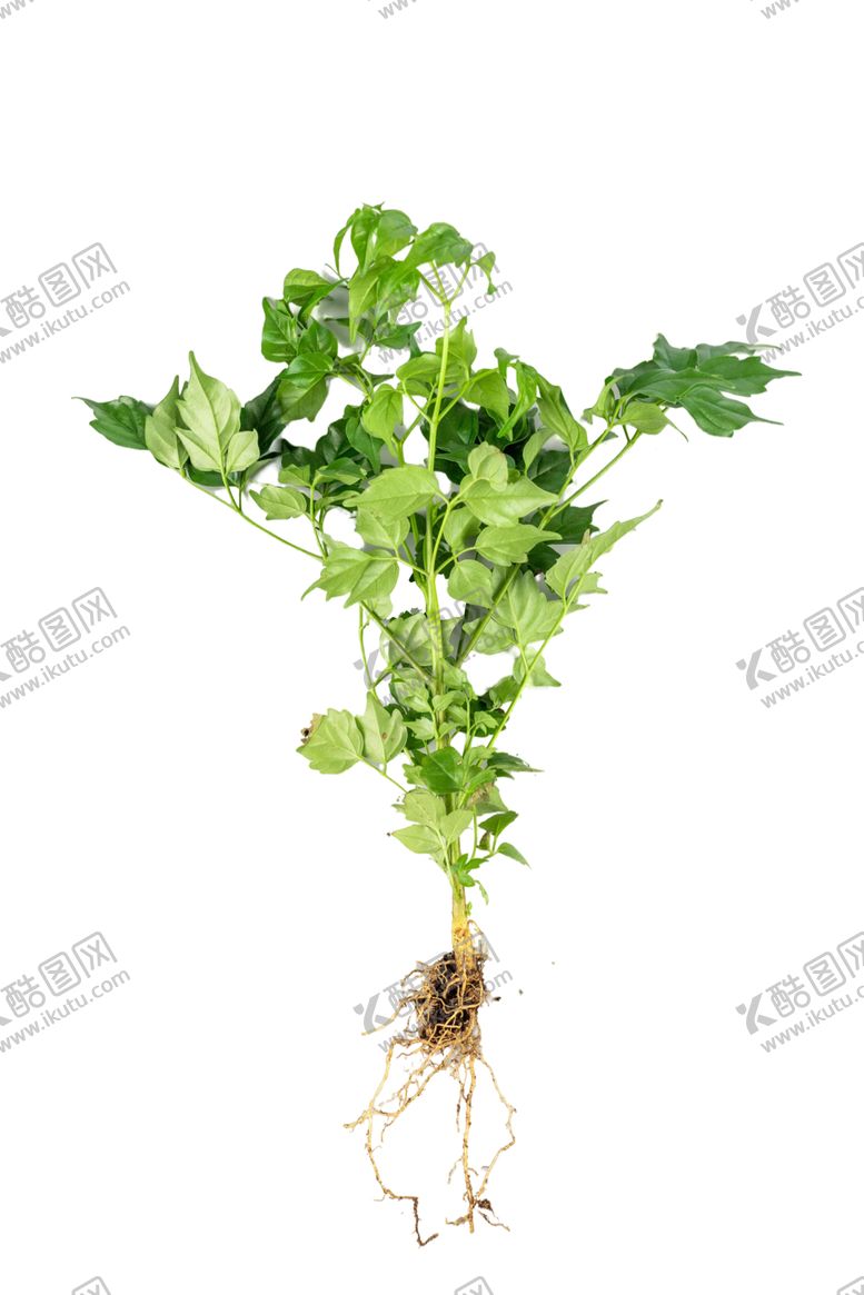 编号：58882702050427549403【酷图网】源文件下载-植树节树苗