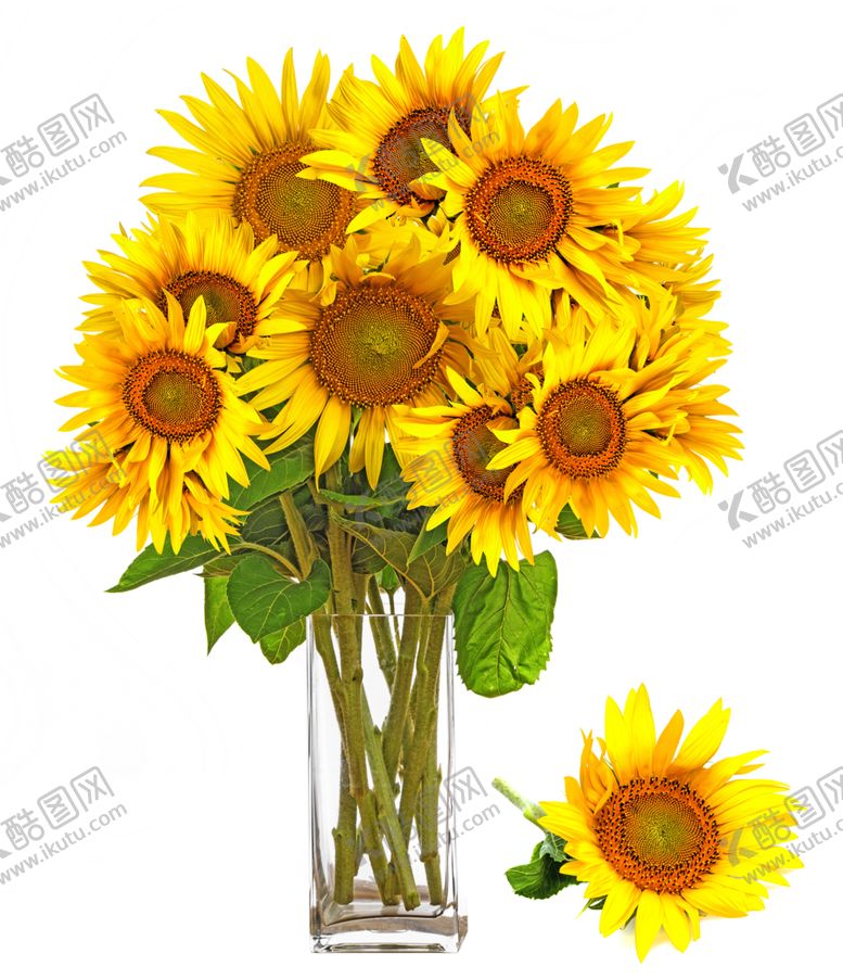 编号：37880709220637451652【酷图网】源文件下载-向日葵