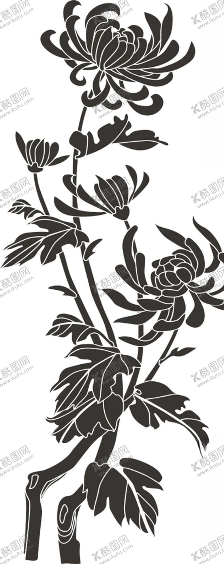 编号：80443806242122221582【酷图网】源文件下载-菊花