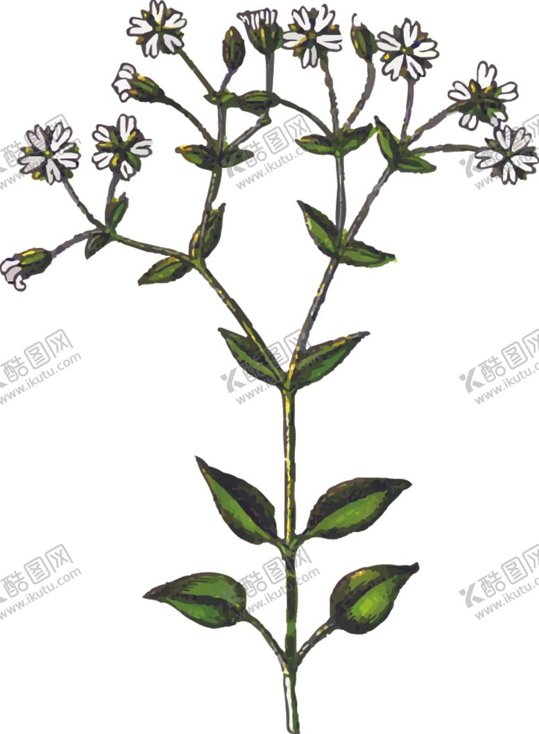 编号：62090201290901485997【酷图网】源文件下载-鹅肠菜