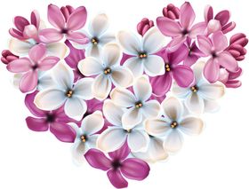 丁香花