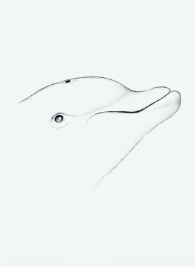 海豚