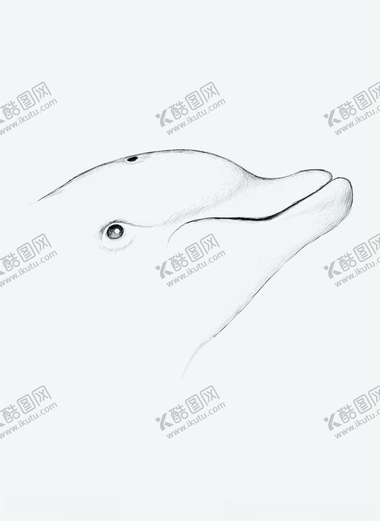 编号：46220409300456555563【酷图网】源文件下载-海豚