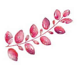 水彩植物