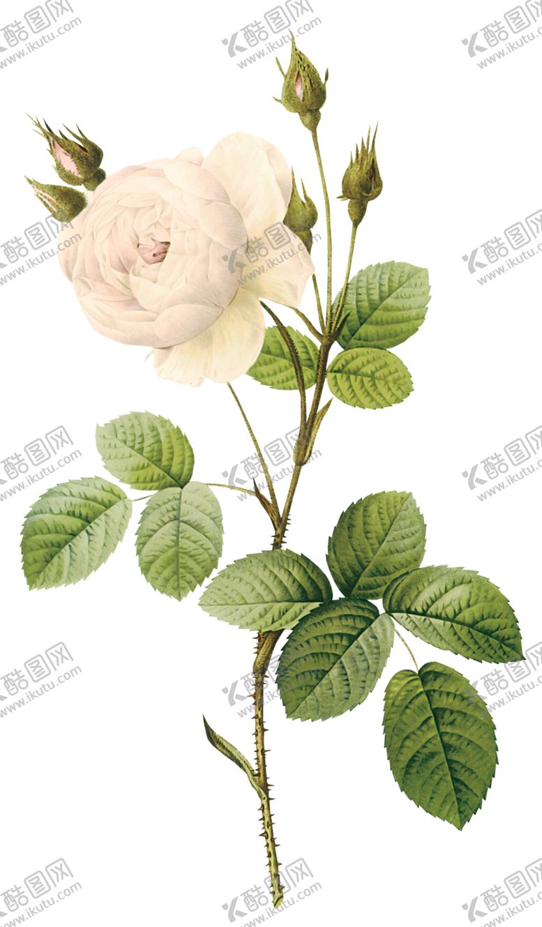 编号：63510009121951124881【酷图网】源文件下载-玫瑰