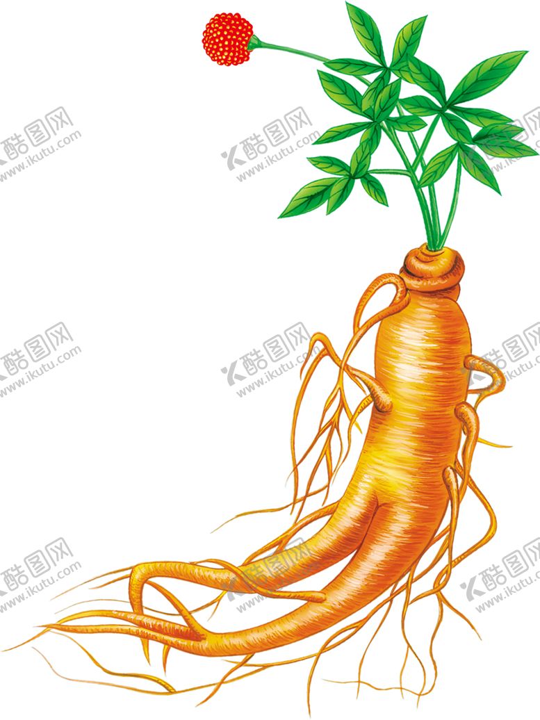 编号：89898607011510138794【酷图网】源文件下载-人参