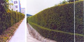 景墙