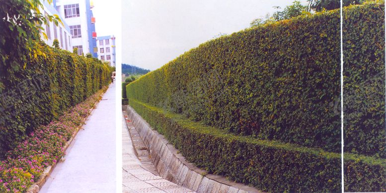 编号：38005309250012098113【酷图网】源文件下载-景墙