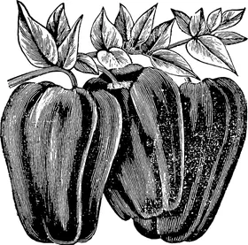 手绘蔬菜