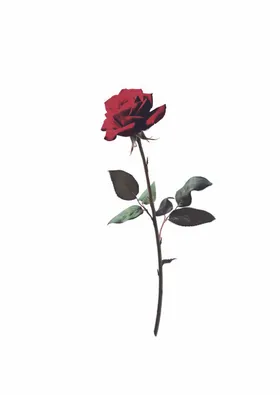 玫瑰花