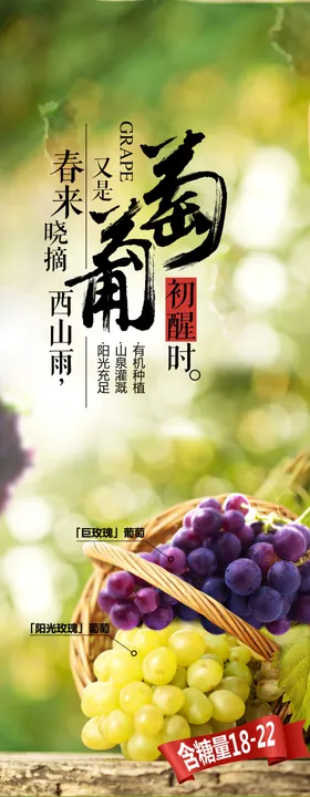 葡萄提子节开幕采摘文化