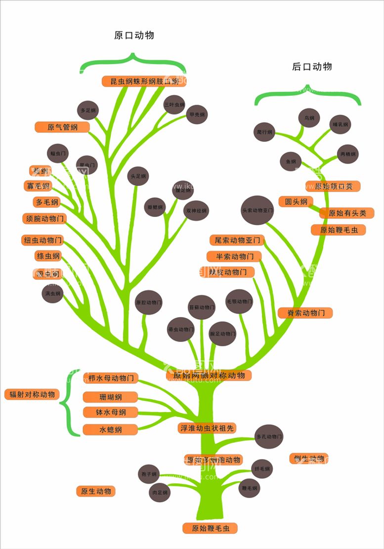 编号：33091011130916403437【酷图网】源文件下载-生物进化树 生命进化树矢量