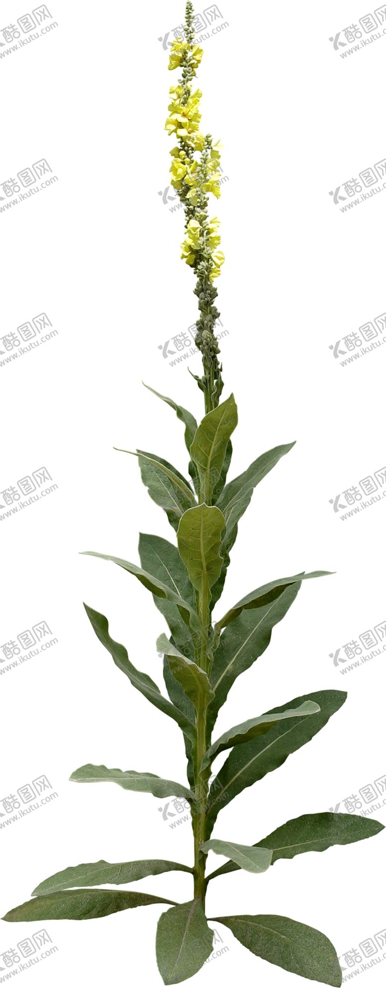 编号：89780210010827042970【酷图网】源文件下载-免扣花卉素材