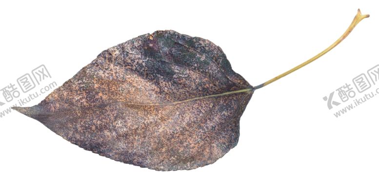 编号：19450609110711413013【酷图网】源文件下载-树叶