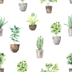 绿色家庭植物