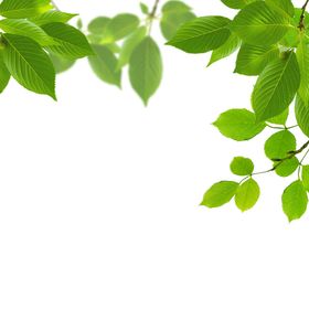 树叶素材