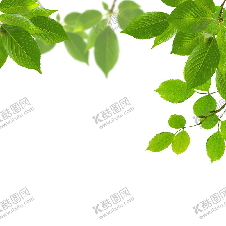 编号：47950410230159316316【酷图网】源文件下载-树叶素材