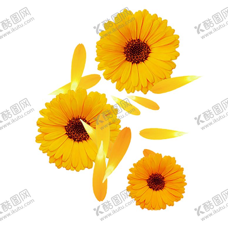 编号：39226207070455434194【酷图网】源文件下载-手绘植物花卉