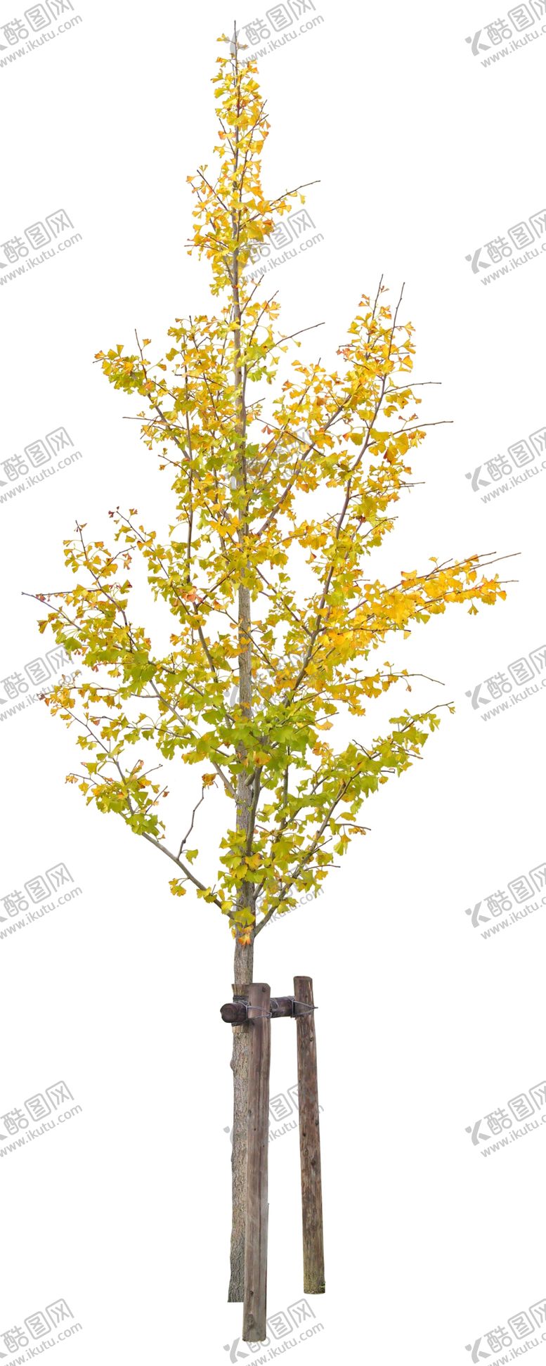编号：14314305140258117256【酷图网】源文件下载-免扣植物素材图片
