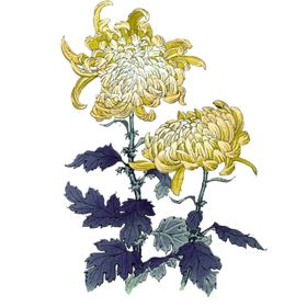菊花素材
