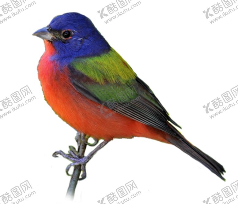 编号：68255010141152575022【酷图网】源文件下载-小鸟野生动物动物宠物温