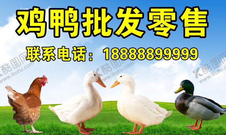 编号：45703710081100067183【酷图网】源文件下载-鸡鸭批发零售