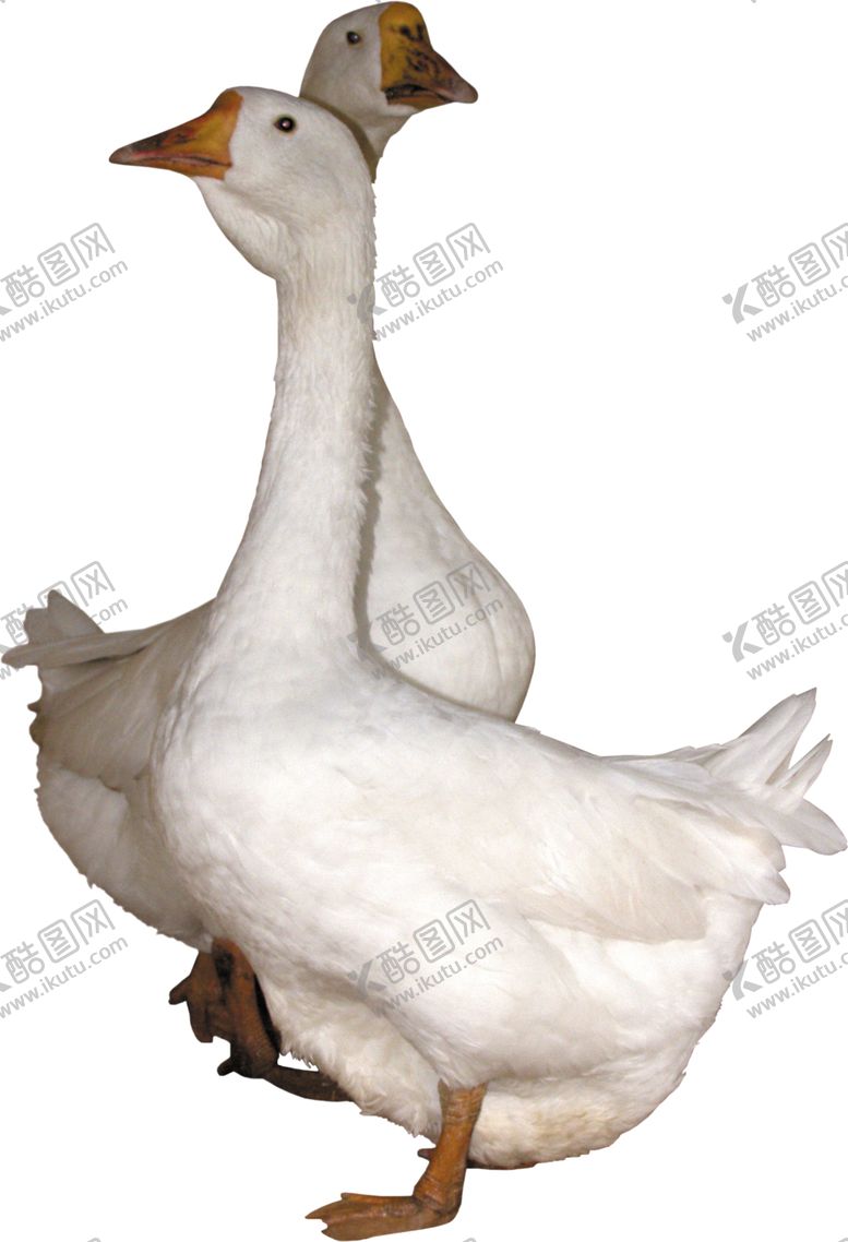 编号：17298209201954227128【酷图网】源文件下载-家禽鸭子鹅元素