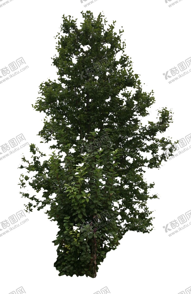 编号：71099709300055285198【酷图网】源文件下载-树木