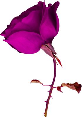 鲜花素材