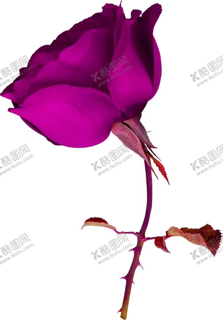 编号：72022705050456329832【酷图网】源文件下载-鲜花素材