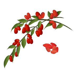 手绘枸杞