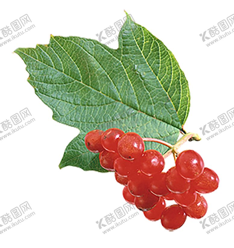 编号：89822009211738067687【酷图网】源文件下载-鲜花素材