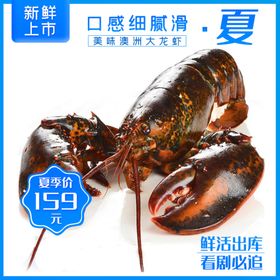 澳洲淡水龙虾  展架海报