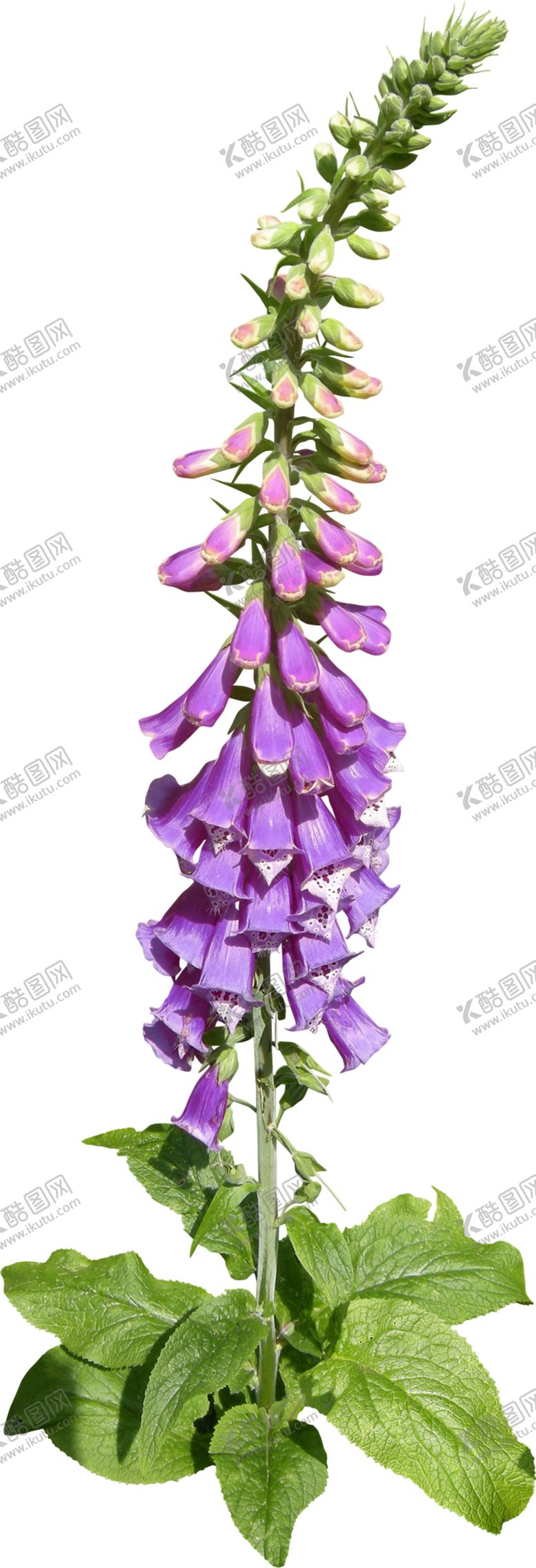 编号：48074110032317538797【酷图网】源文件下载-免扣植物花卉