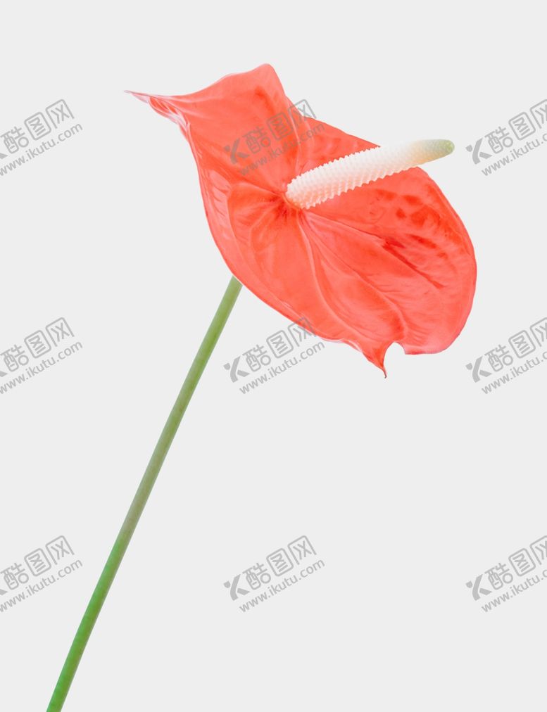 编号：13968811301443238988【酷图网】源文件下载-绿色植物素材高端树木元素花朵