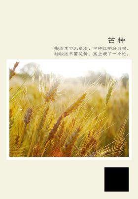 二十四节气芒种宣传中国传统日高级感活动