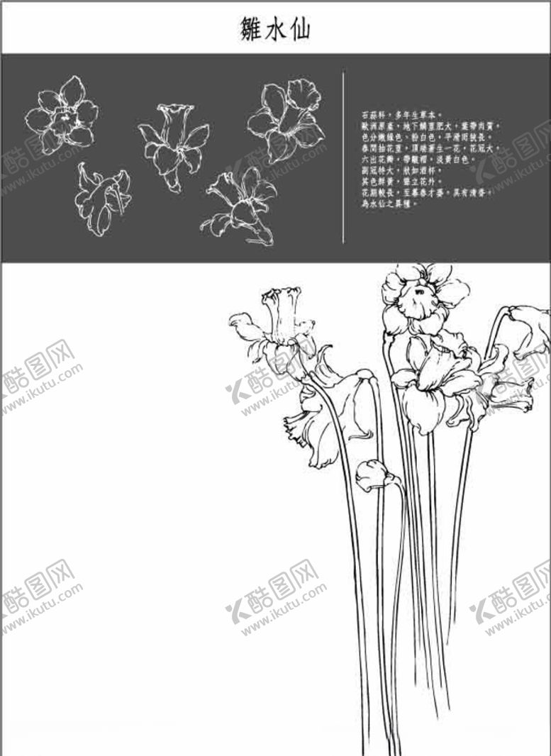 编号：75743707061446532604【酷图网】源文件下载-中国工笔画图谱-雛水仙