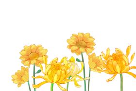 菊花素材