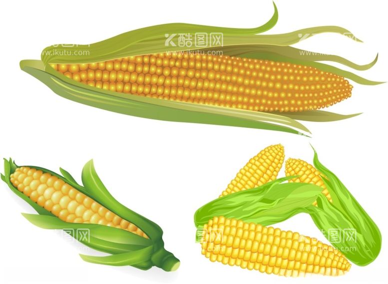 编号：16232212160457397524【酷图网】源文件下载-玉米